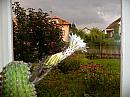 Třibřichy